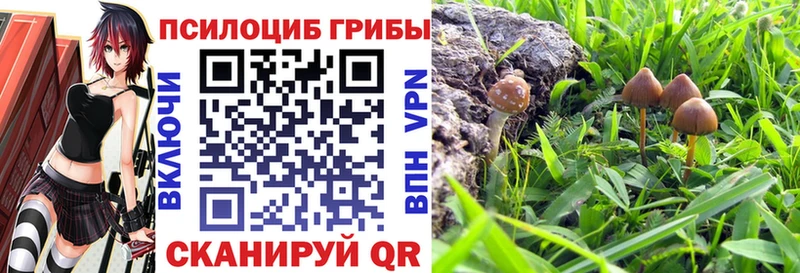 Псилоцибиновые грибы Psilocybine cubensis  Купить закладки  Морозовск 